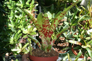 neoregelia betty head