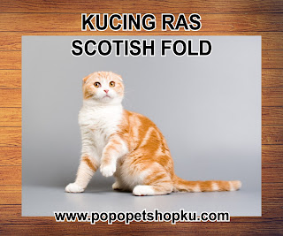 kucing scotish fold