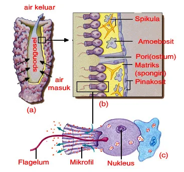 struktur porifera