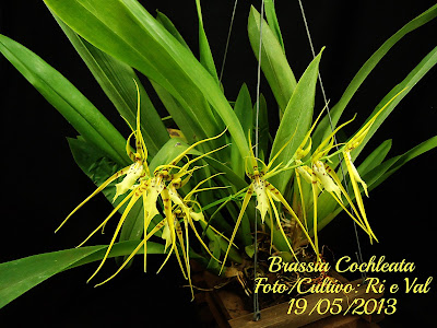 Brassia cochleata - The Ear-Like Brassia care and culture