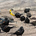 The Jackdaw and the Doves Story