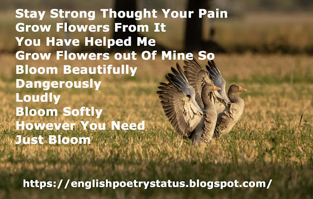 Stay Strong Thought Your Pain English & Urdu Poetry, Poems, Sad, Love Poetry For Whatsapp