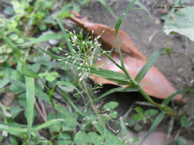 Dwarf reedgrass - Arundinella pumila 