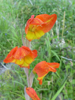 Glaïeul sauvage - Gladiolus dalenii 