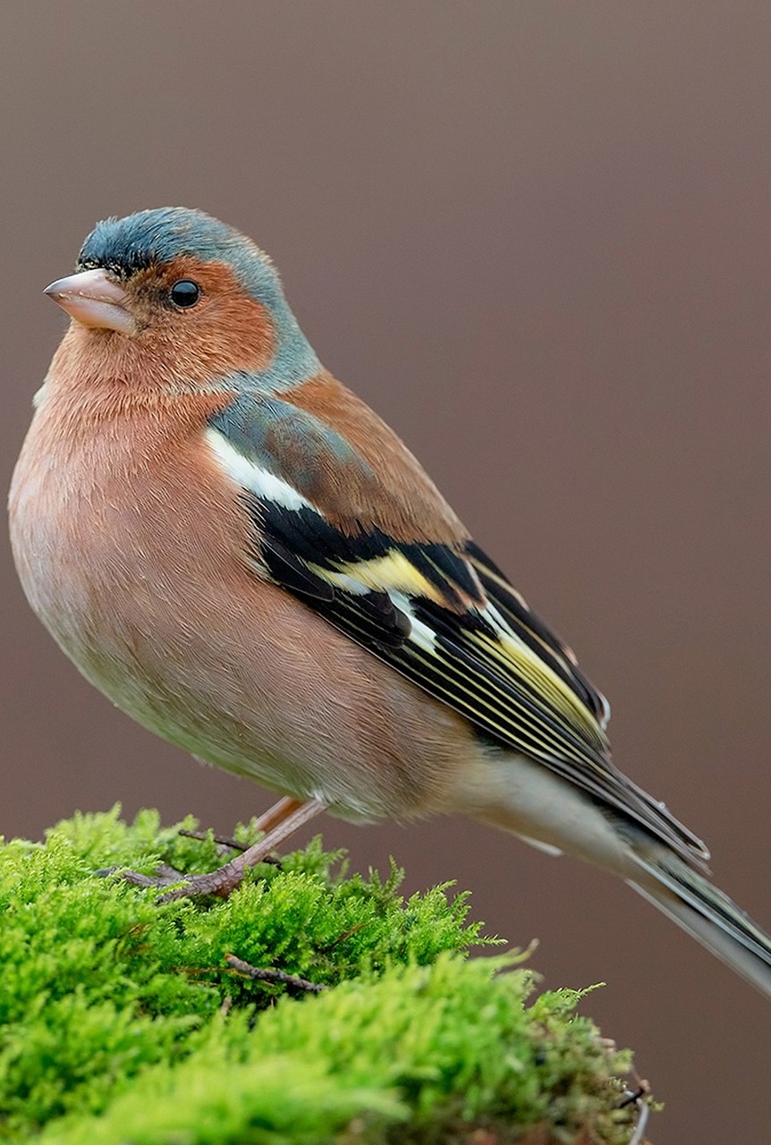 A beautiful chaffinch.