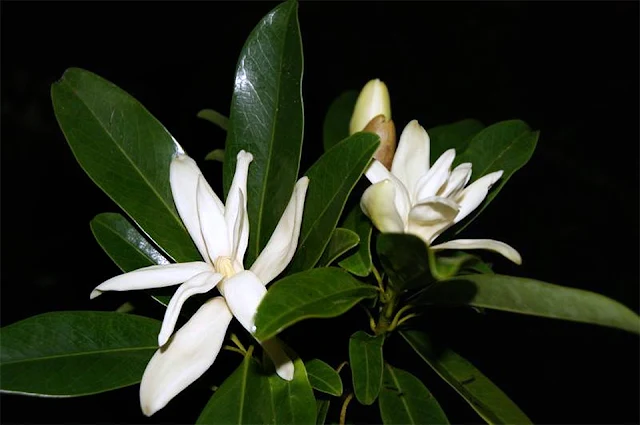 ดอกจำลา Magnolia praecalva