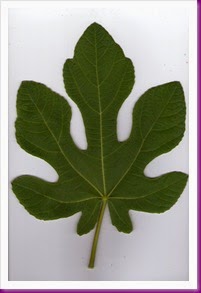 figfolh001
