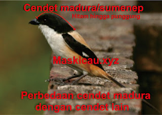 cendet madura