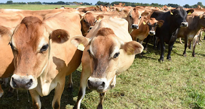Success Story: The farmer became rich by selling cow dung.. He built a bungalow worth crores.. Do you know somewhere? Success Story: రైతు ఆవు పేడను అమ్మి రైతు ధనవంతుడయ్యాడు.. కోటి విలువైన బంగ్లా నిర్మించాడు.. ఎక్కడో తెలుసా?