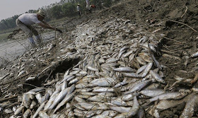 http://www.dailymail.co.uk/news/peoplesdaily/article-3037028/Something-fishy-s-going-Chinese-village-awakes-mystery-100-tonnes-dead-fish-floating-local-pond.html