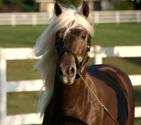 joe-banjo-rocky-mountain-horse