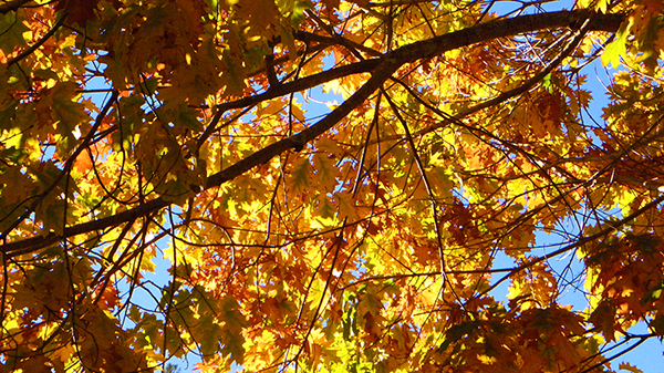 Looking up at bright sky through multicolor oak leaves