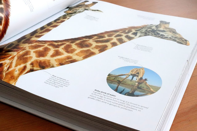 zoology dk book