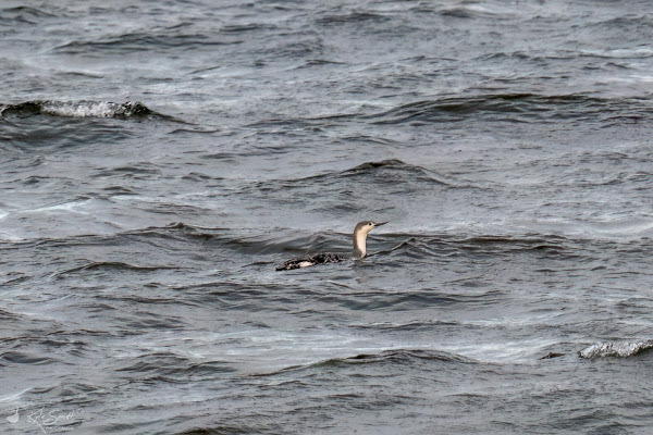 Red-throated diver