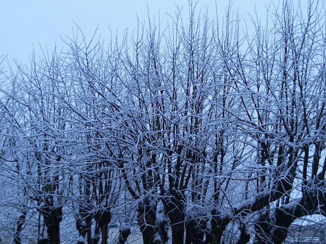 jiemve, neige, arbre