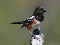 Spotted Towhee