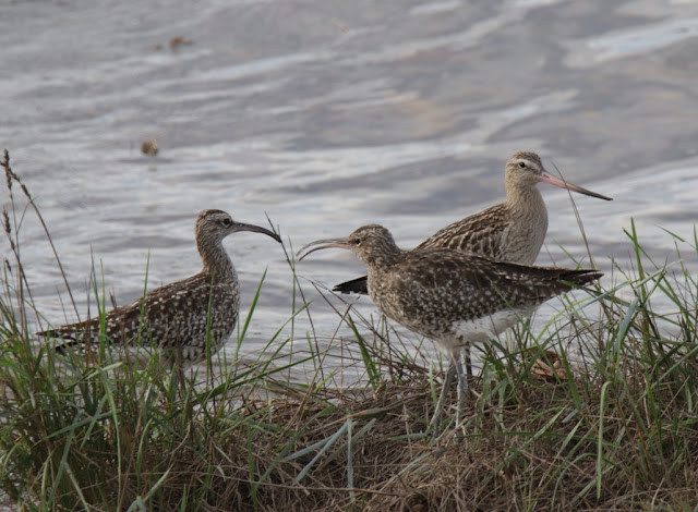 Zarapito trinador (Numenius phaeopus)