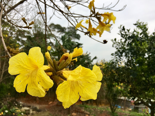 yellow trumpet tree, hsinchu, taiwan