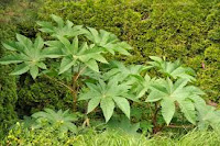 castor bean plant