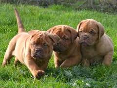 Bordeaux Dog pups