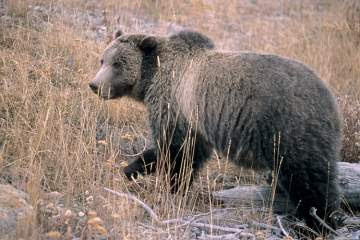 Bear attack Yellowstone