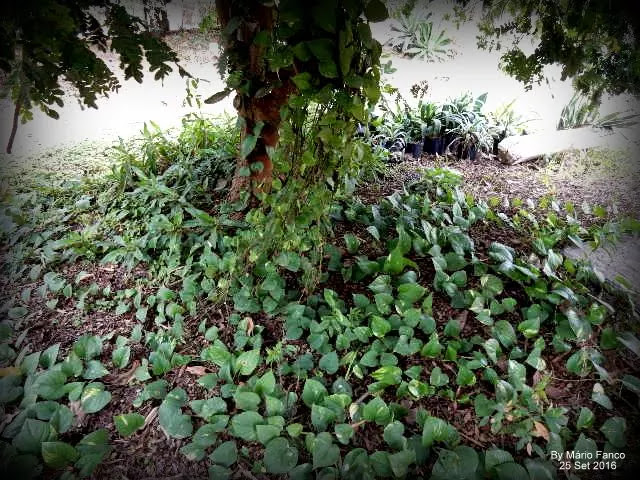 Crescimento JIBÓIA-VERDE ( Epipremnum pinnatum )