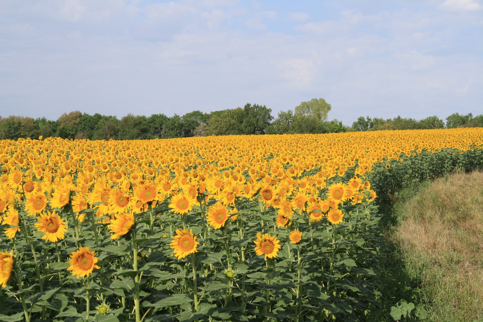 The Best Moments: The Sunflower Farm