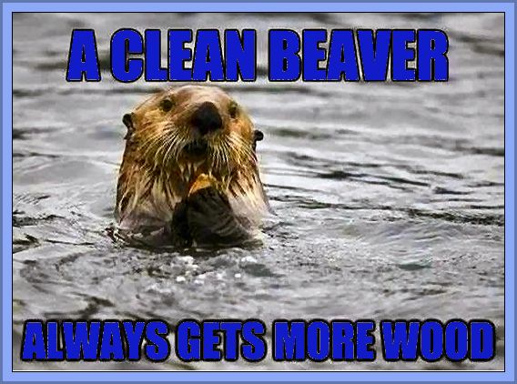A Clean Beaver Gets More Wood