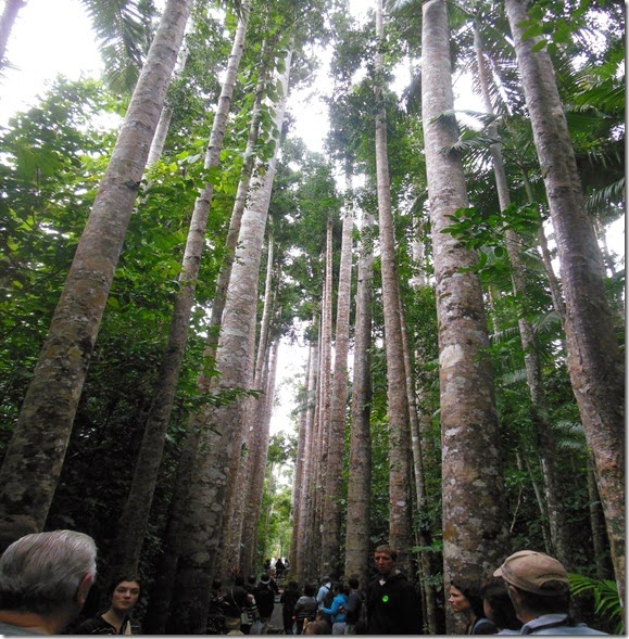 Avenue of trees Paranella