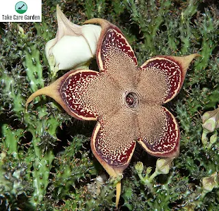 Exploring the Fascinating World of Edithcolea Grandis