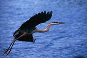 flying heron