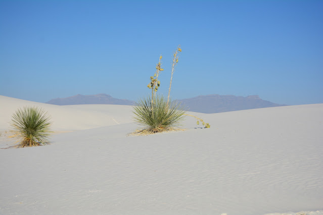 Yucca elata