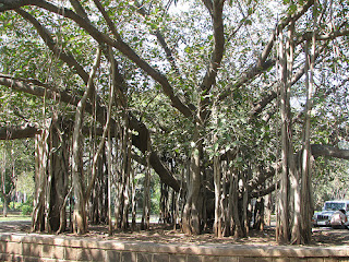 Banyan Tree in Pune