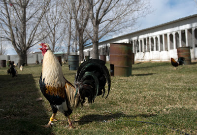 Perizinan Judi Adu Ayam