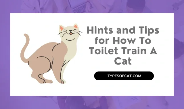 Hints and Tips for How To Toilet Train A Cat