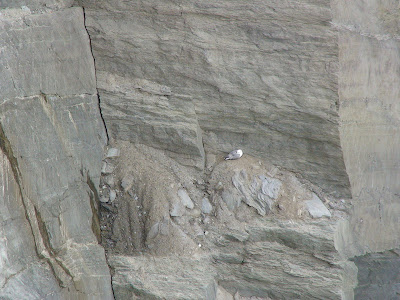 Northern Fulmar (Fulmarus glacialis)