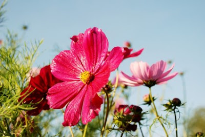 red flower, bright flower, most beautiful flower, so good flower, high quality flower