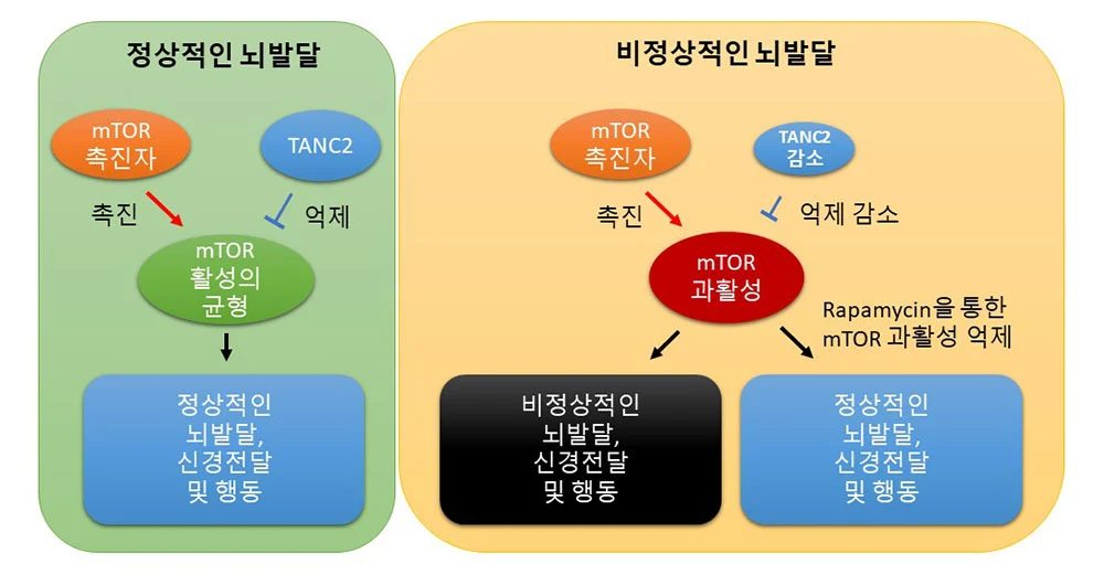 ▲ TANC2에 의한 mTOR 신호전달체계의 균형 유지 모식도