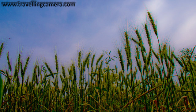 Few days back I had posted few photographs from my recent visit to Himachal... Here are few more photographs of same trip...The golden colors of the wheat fields across the landscapes of  Mandi, Himachal Pradesh.Wheat is one of the most important food crops in the world.  It belongs to the grass family and looks a lot like yard-grass when it is small.  Wheat is grown all over the world.Canada, China, France, India, Russia, and the United States grow the most wheat.Harvesting process a lot difficult and time consuming. After completion, the wheat must be separated from any unwanted chaff before it is ready for further applications.Wheat grows best in a dry and mild climate.  Climates that are too hot or too cold will ruin the crop.   Farmers add fertilizer if soil does not have what the wheat needs to grow well.  If a farmer grows wheat in the same field every year, crops take away nutrients from the soil.  The farmers put this back when they add fertilizer.  They test the dirt often to be sure the crop grows well.Some seeds are saved so that the farmer can plant them the next year.  This is a way that farmers save some money.Some seeds are saved so that the farmer can plant them the next year.  This is a way that farmers save some money.  POSTED BY VJ ON WWW.TRAVELLINGCAMERA.COM : t to my HomeTwon before Baisakhi - Part-2