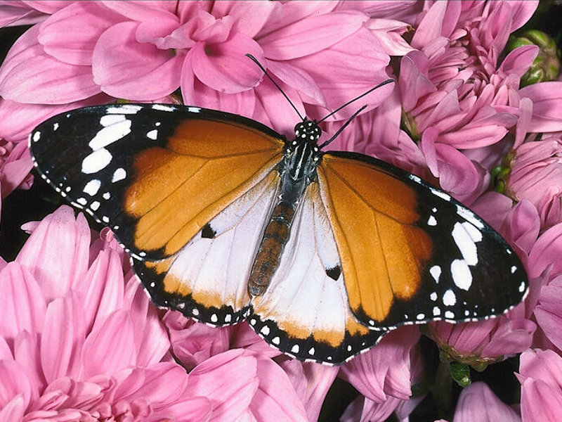 free butterfly wallpaper. Beautiful Butterfly Wallpaper