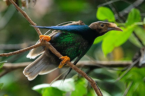 Burung bidadari halmahera