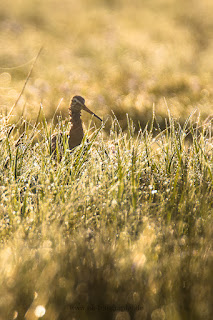 Wildlifefotografie Dümmer See Olaf Kerber Uferschnepfe