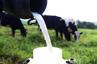 Setor leiteiro do Ceará reclama de concorrência desleal