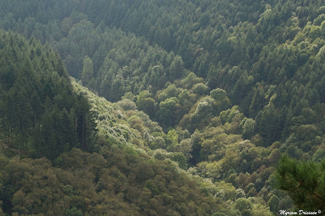 forest landscape, paysage forêt