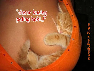 sexy36 dan kucing dalam toket