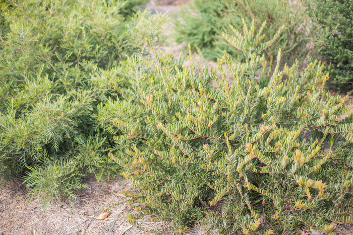 australian bush plants