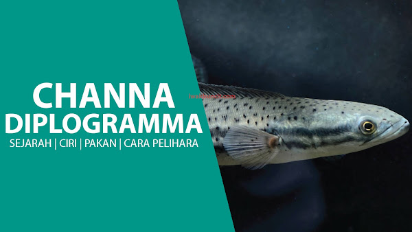 Cantiknya Channa Diplogramma: Ikan Channa Hias yang Wajib Ada di Aquarium Kamu