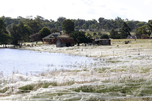 spider web, giant spider web, spider web forest, australia flood, gigantic spider web