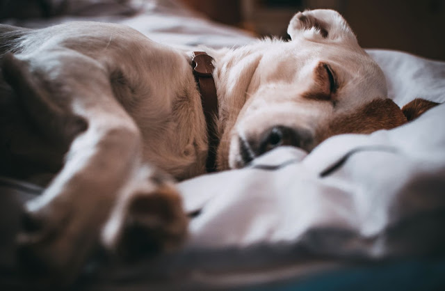 O que a posição de Dormir do seu Cão revela