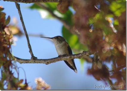 Female Calliope?